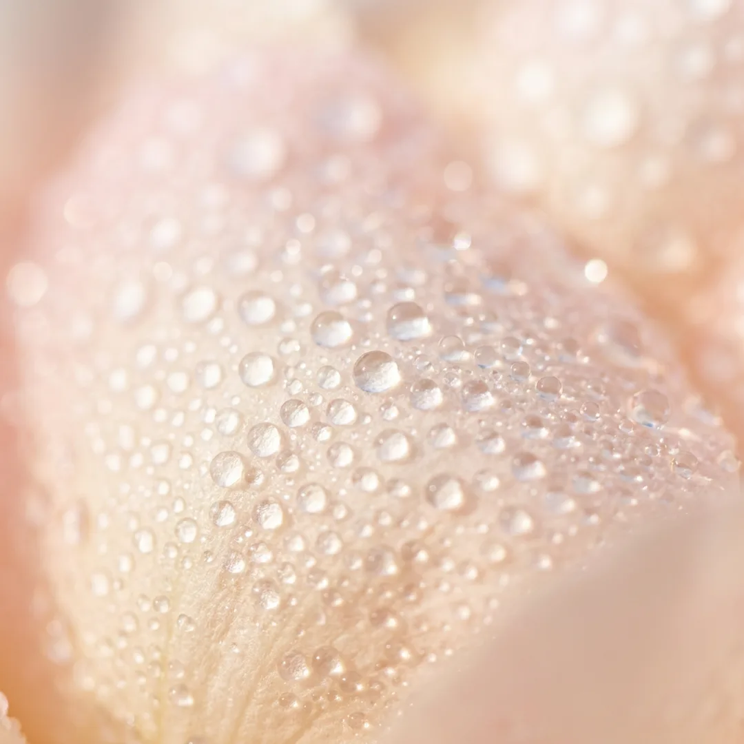 Freshness Mist